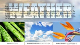 Due to its location in a tropical area and a variable topography, the country enjoys a
tropical weather.
Venezuela’s rainy season runs from May to December. During this period, there is the
possibility of flooding in certain low-lying areas, The dry season is from December to
April, with January and February being the coolest months, and July and August being
the warmest
 