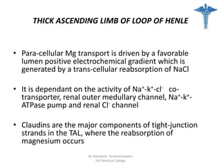 THICK ASCENDING LIMB OF LOOP OF HENLE
• Para-cellular Mg transport is driven by a favorable
lumen positive electrochemical gradient which is
generated by a trans-cellular reabsorption of NaCl
• It is dependant on the activity of Na+-k+-cl- co-
transporter, renal outer medullary channel, Na+-k+-
ATPase pump and renal Cl- channel
• Claudins are the major components of tight-junction
strands in the TAL, where the reabsorption of
magnesium occurs
Dr. Nandyala Venkateshwarlu
SVS Medical College
 
