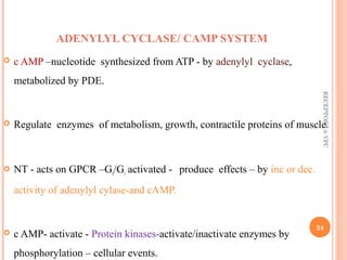 ADENYLYL CYCLASE/ CAMP SYSTEM 
 c AMP –nucleotide synthesized from ATP - by adenylyl cyclase, 
metabolized by PDE. 
 Regulate enzymes of metabolism, growth, contractile proteins of muscle. 
 NT - acts on GPCR –Gs/Gi activated - produce effects – by inc or dec. 
activity of adenylyl cylase-and cAMP. 
 c AMP- activate - Protein kinases-activate/inactivate enzymes by 
phosphorylation – cellular events. 
RECEPTORS @ VPC 
24 
 