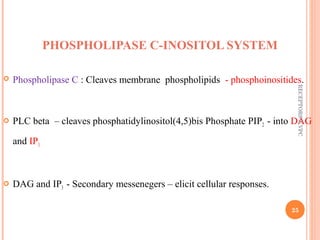 PHOSPHOLIPASE C-INOSITOL SYSTEM 
 Phospholipase C : Cleaves membrane phospholipids - phosphoinositides. 
 PLC beta – cleaves phosphatidylinositol(4,5)bis Phosphate PIP2 - into DAG 
and IP3. 
 DAG and IP3 - Secondary messenegers – elicit cellular responses. 
RECEPTORS @ VPC 
25 
 