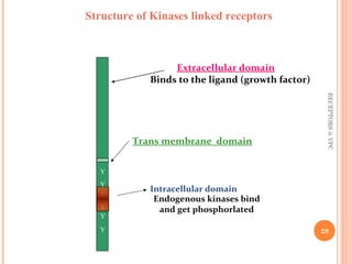 Structure of Kinases linked receptors 
Y 
Y 
Y 
Y 
Y 
Y 
Extracellular domain 
Binds to the ligand (growth factor) 
Trans membrane domain 
Intracellular domain 
Endogenous kinases bind 
and get phosphorlated 
RECEPTORS @ VPC 
28 
 
