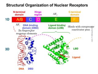 Zn fingers;hor 
response elements 
-Binds with corepressor 
coactivator ptns 
AF1 
AF2 
RECEPTORS @ VPC 
33 
 