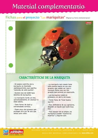 Fichas para el proyecto “Las mariquitas” (Páginas 4 y 5 de la revista de marzo.)
                                                                                         Marzo 2012




              CARACTERÍSTICAS DE LA MARIQUITA
       • El nombre científico de la           • La mariquita más común tiene
       mariquita es Coccinella                siete puntos negros en sus alas
       septempunctata, que significa          gruesas, que suelen ser rojas o
       “cochinilla de siete puntos”.          naranjas. Estas alas son tan
       • Existen más de 4,000 tipos           gruesas que parecen un caparazón.
       distintos de mariquitas.               • Las mariquitas nacen en
       • La mariquita tarda un mes,           primavera, en abril y en mayo.
       aproximadamente, en alcanzar la        • Tienen fama de “traer buena
       edad adulta.                           suerte”.
       • Tiene forma de óvalo y               • Para defenderse de sus agresores,
       extremidades cortitas.                 despiden un líquido que huele muy
       • Posee unas alas gruesas que          mal.
       protegen otro par de alas que          • Para escapar de un peligro, las
       utiliza para volar.                    mariquitas pueden “hacerse las
                                              muertas” y dejarse caer.




                               DESCARGA GRATUITA DE MAESTRA JARDINERA N.º 177 - MARZO 2012

                                         BUSCA MÁS MATERIAL COMPLEMENTARIO EN       www.ediba.com
 