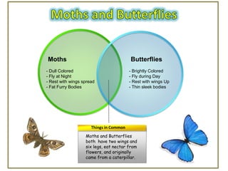 Moths                                    Butterflies
- Dull Colored                           - Brightly Colored
- Fly at Night                           - Fly during Day
- Rest with wings spread                 - Rest with wings Up
- Fat Furry Bodies                       - Thin sleek bodies




                      Things in Common
                   Moths and Butterflies
                   both have two wings and
                   six legs, eat nectar from
                   flowers, and originally
                   came from a caterpillar.
 