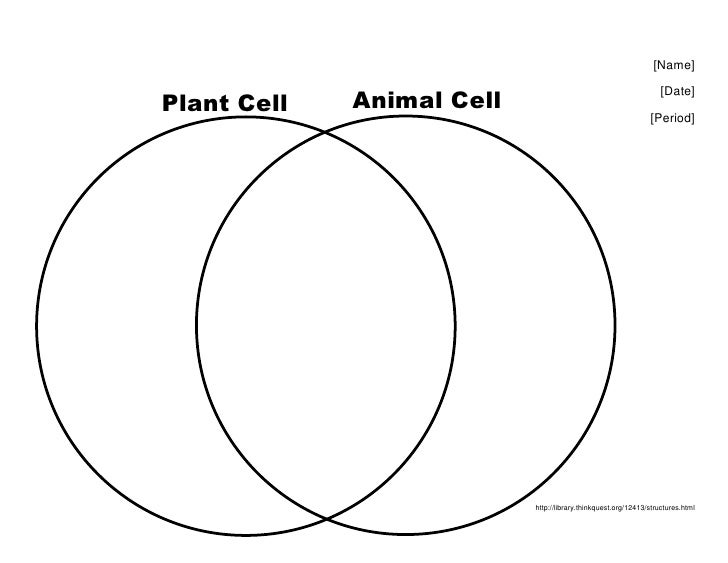 Venn Diagram Plant vs. Animal Cell