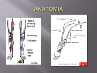 ANATOMIA 