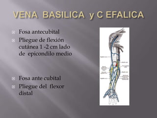 VENA  BASILICA  y C EFALICAFosa antecubitalPliegue de flexión cutánea 1 -2 cm lado de  epicondilo medioFosa ante cubitalPliegue del  flexor distal