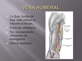 VENA HUMERAL1 a 2cm. Arriba de  fosa  ante cubital en relación al bíceps.Pulso de  referencia No  recomendado infusiones de  emergencia Nervio mediano
