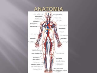 ANATOMIA 