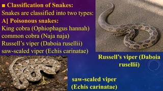 Venamous Snake Classification Venomous snake bites by Vinayak Dasharath Gaikwad.pptx