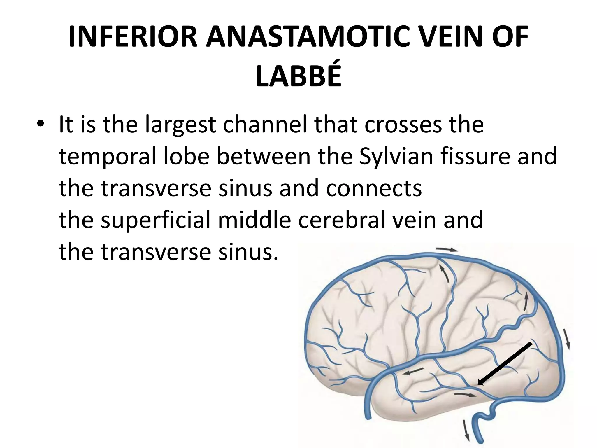 V Labbe Venous anatomy of brain - Radiology | PPTX