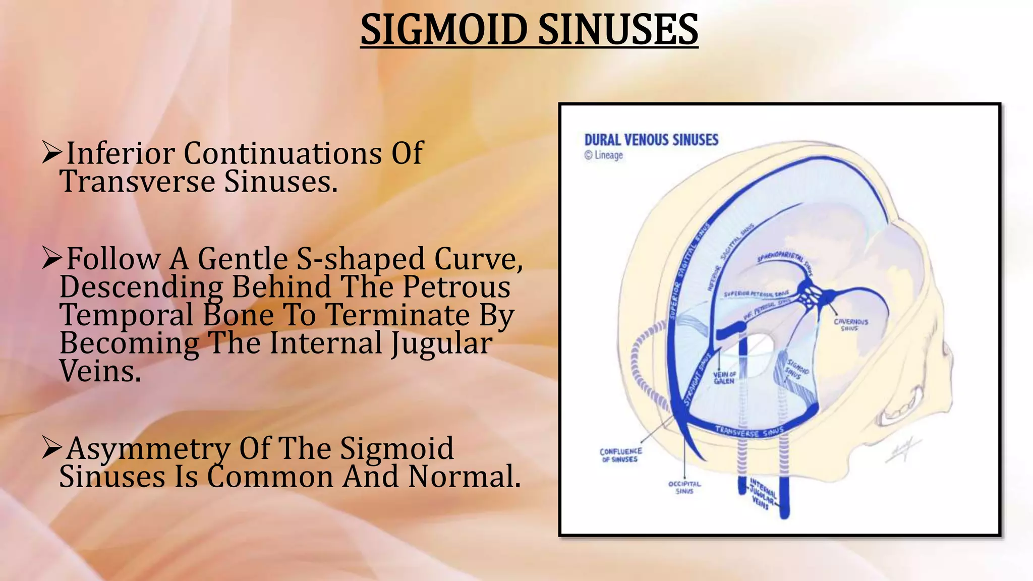 Radiologic Venous Anatomy of Brain | PPTX