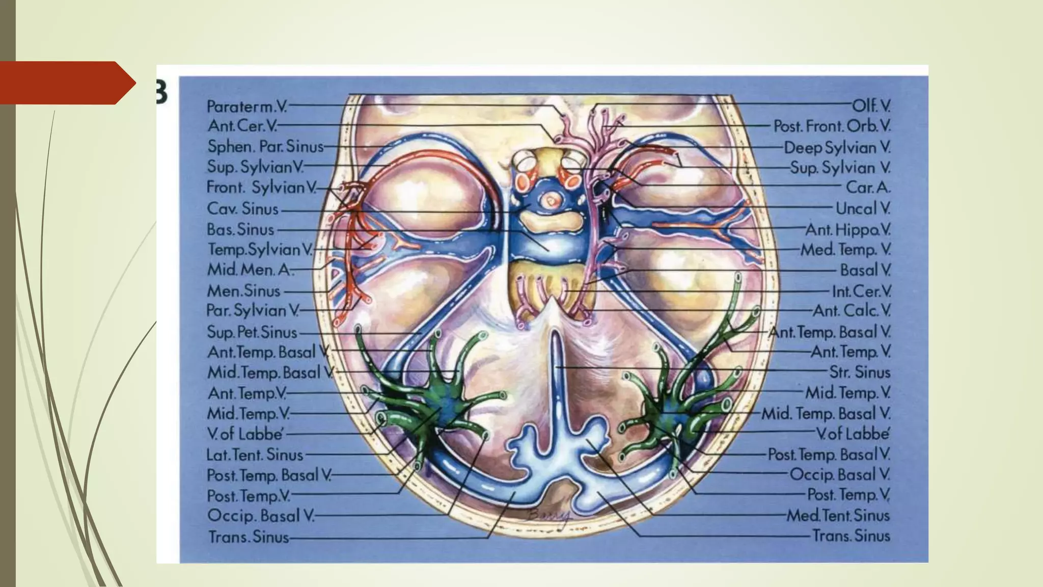 V Labbe Venous anatomy of the brain | PPTX