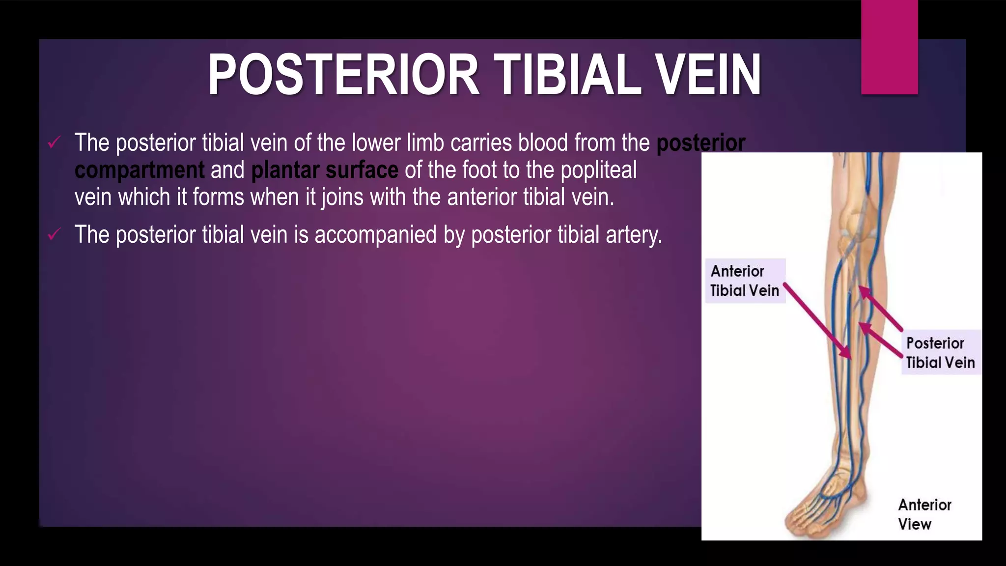 POSTERIOR TIBIAL VEIN
 The posterior tibial vein of the lower limb carries blood from the posterior
compartment and plantar surface of the foot to the popliteal
vein which it forms when it joins with the anterior tibial vein.
 The posterior tibial vein is accompanied by posterior tibial artery.
 
