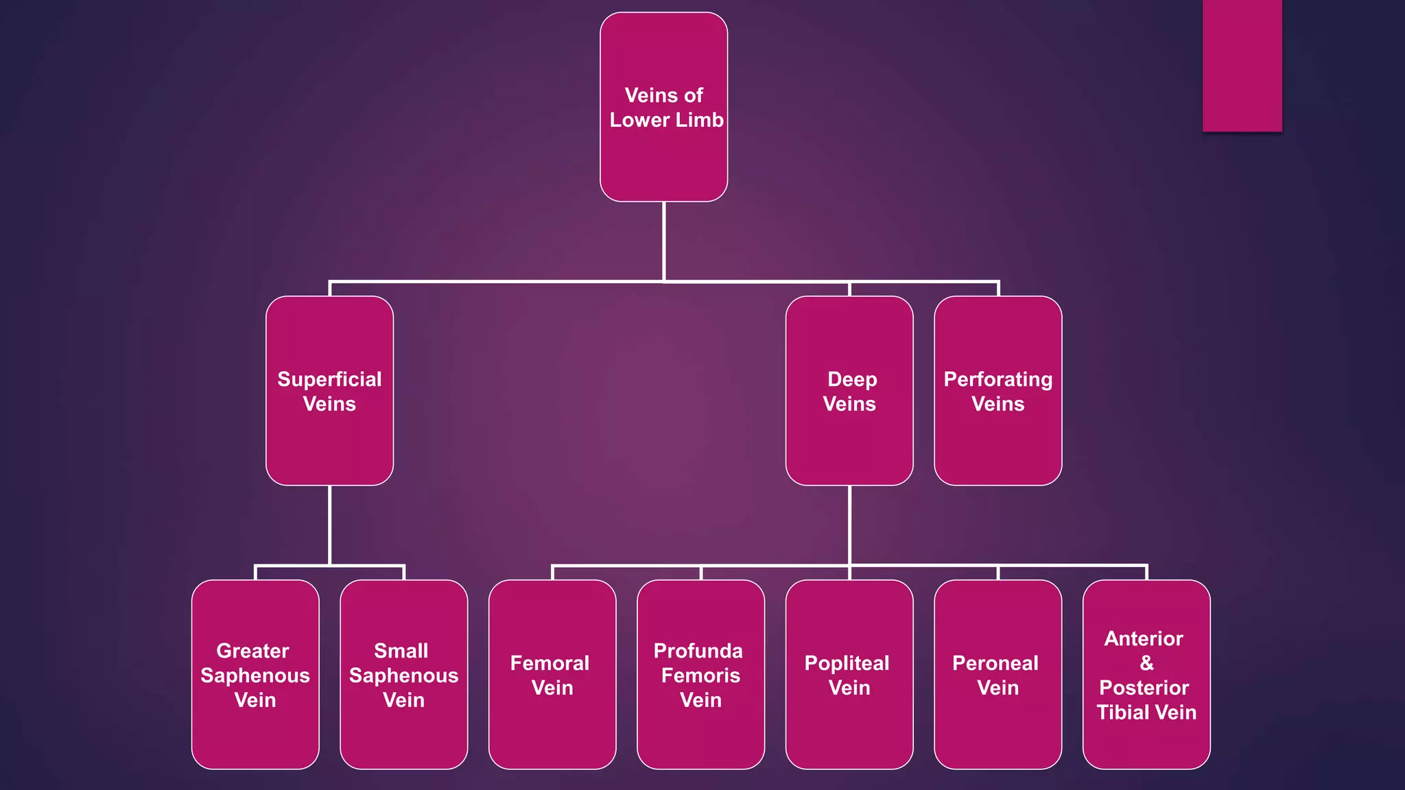 Veins of
Lower Limb
Superficial
Veins
Deep
Veins
Perforating
Veins
Greater
Saphenous
Vein
Small
Saphenous
Vein
Femoral
Vein
Profunda
Femoris
Vein
Popliteal
Vein
Peroneal
Vein
Anterior
&
Posterior
Tibial Vein
 