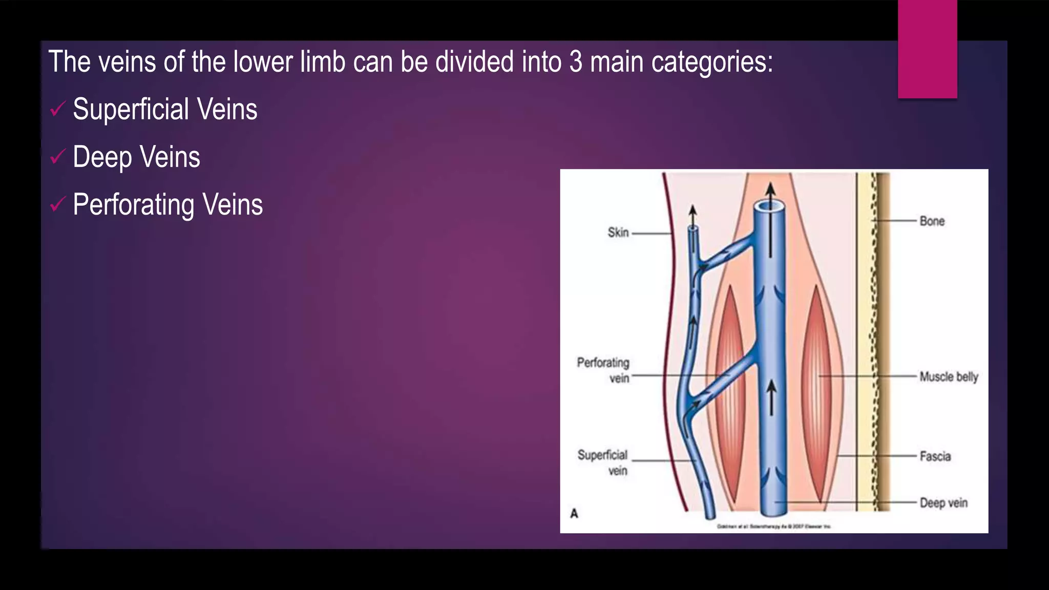 The veins of the lower limb can be divided into 3 main categories:
 Superficial Veins
 Deep Veins
 Perforating Veins
 