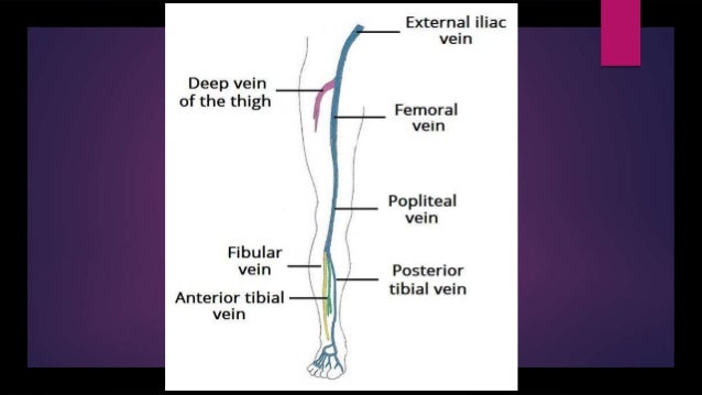 Venous and lymphatic drainage of lower limb