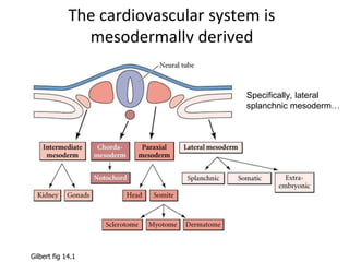The cardiovascular system is
mesodermally derived
Specifically, lateral
splanchnic mesoderm…
Gilbert fig 14.1
 