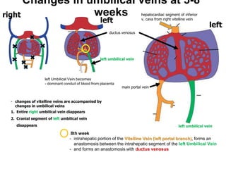Changes in umbilical veins at 5-8
weeks
- changes of vitelline veins are accompanied by
changes in umbilical veins
1. Entire right umbilical vein diappears
2. Cranial segment of left umbilical vein
disappears
left
left
right
left Umbilical Vein becomes
- dominant conduit of blood from placenta
left umbilical vein
8th week
- intrahepatic portion of the Vitelline Vein (left portal branch), forms an
anastomosis between the intrahepatic segment of the left Umbilical Vein
- and forms an anastomosis with ductus venosus
main portal vein
ductus venosus
left umbilical vein
hepatocardiac segment of inferior
v. cava from right vitelline vein
 