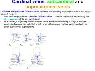 Cardinal veins, subcardinal and
supracardinal veins
- anterior and posterior Cardinal Veins drain the embryo body, draining the cranial and caudal
parts of the body
- both veins empty into the Common Cardinal Veins – the third venous system entering the
sinus venosus of the embryonic heart
- as the embryo is growing in size, cardinal veins are supplemented by a range of bilateral
longitudinal venous channels that anastomose with posterior cardinal system and with each
other: subcardinal, supracardinal
 