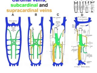 Cardinal veins,
subcardinal and
supracardinal veins
 