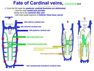 Fate of Cardinal veins, subcardinal and
supracardinal veins
-left subcardinal vein
-subcardinal anastomosis
-left supracardinal vein
-left posterior cardinal vein
-iliac anastomosis of posteror cardinal veins
-sub-supracardinal anastomosis
(renal collar)
1. From the 5th week the posterior cardinal branches are obliterated
- only the most caudal part persists
giving rise to the common iliac vein
- and most caudal segment of Inferior Vena Cava: sacral
segment
-left anterior cardinal vein
-left common cardinal vein
 