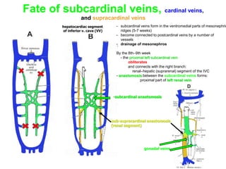 Fate of subcardinal veins, cardinal veins,
and supracardinal veins
hepatocardiac segment
of inferior v. cava (VV)
- subcardinal veins form in the ventromedial parts of mesonephric
ridges (5-7 weeks)
- become connected to postcardinal veins by a number of
vessels
- drainage of mesonephros
By the 8th–9th week
- the proximal left subcardinal vein
obliterates
and connects with the right branch:
renal–hepatic (suprarenal) segment of the IVC
- anastomosis between the subcardinal veins forms:
proximal part of left renal vein
-subcardinal anastomosis
gonadal veins
-sub-supracardinal anastomosis
(renal segment)
 