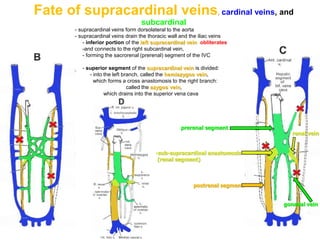 Fate of supracardinal veins, cardinal veins, and
subcardinal
- supracardinal veins form dorsolateral to the aorta
- supracardinal veins drain the thoracic wall and the iliac veins
- inferior portion of the left supracardinal vein obliterates
-and connects to the right subcardinal vein,
- forming the sacrorenal (prerenal) segment of the IVC
- superior segment of the supracardinal vein is divided:
- into the left branch, called the hemiazygos vein,
which forms a cross anastomosis to the right branch:
called the azygos vein,
which drains into the superior vena cava
-sub-supracardinal anastomosis
(renal segment)
postrenal segment
prerenal segment
renal vein
gonadal vein
 