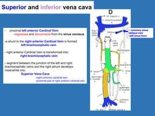 Superior and inferior vena cava
- proximal left anterior Cardinal Vein
-regresses and disconnects from the sinus venosus
-a shunt to the right anterior Cardinal Vein is formed:
left brachiocephalic vein
- right anterior Cardinal Vein is transformed into:
right brachiocephalic vein
- segment between the junction of the left and right
brachiocephalic veins and the right atrium develops
meanwhile into:
Superior Vena Cava
-right common cardinal vein
-proximal part of right anterior cardinal vein
– coronary sinus
oblique vein
-left sinus horn
 