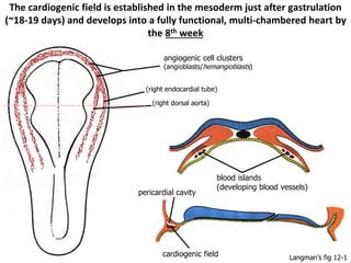 The cardiogenic field is established in the mesoderm just after gastrulation
(~18-19 days) and develops into a fully functional, multi-chambered heart by
the 8th week
angiogenic cell clusters
(angioblasts/hemangioblasts)
(right dorsal aorta)
(right endocardial tube)
blood islands
(developing blood vessels)
cardiogenic field
pericardial cavity
Langman’s fig 12-1
 