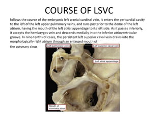 COURSE OF LSVC
follows the course of the embryonic left cranial cardinal vein. It enters the pericardial cavity
to the left of the left upper pulmonary veins, and runs posterior to the dome of the left
atrium, having the mouth of the left atrial appendage to its left side. As it passes inferiorly,
it accepts the hemiazygos vein and descends medially into the inferior atrioventricular
groove. In nine-tenths of cases, the persistent left superior caval vein drains into the
morphologically right atrium through an enlarged mouth of
the coronary sinus
 