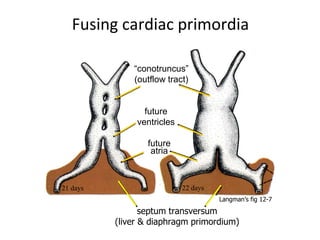 Fusing cardiac primordia
“conotruncus”
(outflow tract)
future
ventricles
future
atria
septum transversum
(liver & diaphragm primordium)
21 days 22 days
Langman’s fig 12-7
 