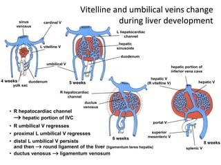 Vitelline and umbilical veins change
during liver development
• R hepatocardiac channel
 hepatic portion of IVC
• R umbilical V regresses
• proximal L umbilical V regresses
• distal L umbilical V persists
and then  round ligament of the liver (ligamentum teres hepatis)
• ductus venosus  ligamentum venosum
L vitelline V
umbilical V
sinus
venosus
cardinal V
hepatic
sinusoids
duodenum
duodenum
yolk sac
L hepatocardiac
channel
R hepatocardiac
channel
ductus
venosus
portal V
superior
mesenteric V
splenic V
hepatic portion of
inferior vena cava
hepatic V
(R vitelline V) hepatic V
4 weeks 5 weeks
6 weeks
8 weeks
 