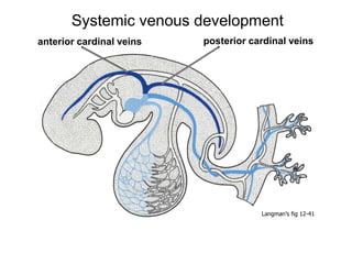 posterior cardinal veins
anterior cardinal veins
Systemic venous development
Langman’s fig 12-41
 