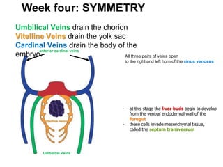 Week four: SYMMETRY
Umbilical Veins drain the chorion
Vitelline Veins drain the yolk sac
Cardinal Veins drain the body of the
embryo. All three pairs of veins open
to the right and left horn of the sinus venosus
- at this stage the liver buds begin to develop
from the ventral endodermal wall of the
foregut
- these cells invade mesenchymal tissue,
called the septum transversum
Umbilical Veins
anterior cardinal veins
Vitelline Veins
 