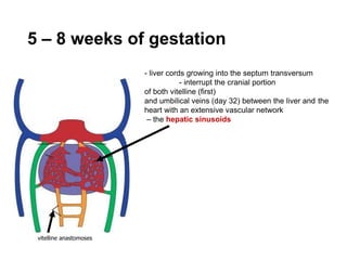 5 – 8 weeks of gestation
- liver cords growing into the septum transversum
- interrupt the cranial portion
of both vitelline (first)
and umbilical veins (day 32) between the liver and the
heart with an extensive vascular network
– the hepatic sinusoids
vitelline anastomoses
 