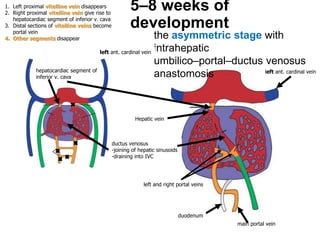 5–8 weeks of
development
the asymmetric stage with
intrahepatic
umbilico–portal–ductus venosus
anastomosis
main portal vein
duodenum
left and right portal veins
left ant. cardinal vein
left ant. cardinal vein
hepatocardiac segment of
inferior v. cava
1. Left proximal vitelline vein disappears
2. Right proximal vitelline vein give rise to
hepatocardiac segment of inferior v. cava
3. Distal sections of vitelline veins become
portal vein
4. Other segments disappear
Hepatic vein
ductus venosus
-joining of hepatic sinusoids
-draining into IVC
 