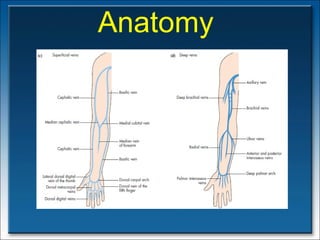 Anatomy   