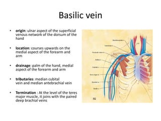 Basilic vein
• origin: ulnar aspect of the superficial
venous network of the dorsum of the
hand
• location: courses upwards on the
medial aspect of the forearm and
arm
• drainage: palm of the hand, medial
aspect of the forearm and arm
• tributaries: median cubital
vein and median antebrachial vein
• Termination : At the level of the teres
major muscle, it joins with the paired
deep brachial veins
 