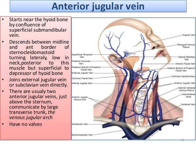 Venous Drainage Of Head And Neck