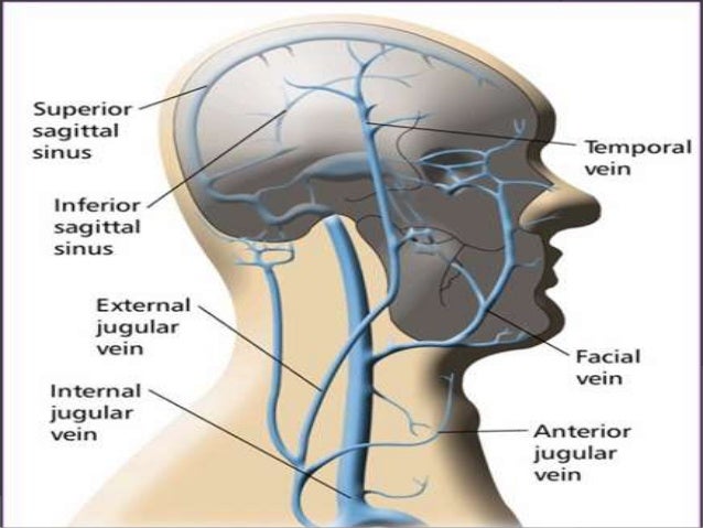 Venous Drainage Of Head Neck And Face