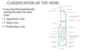 Veines Classification VENOUS Dranage of the lower linb anatomy .pdf