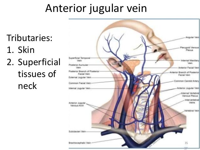 Venous Drainge