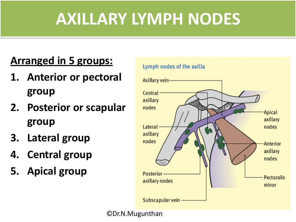 Venous &lymphatic drainage of upper limb Dr.N.Mugunthan
