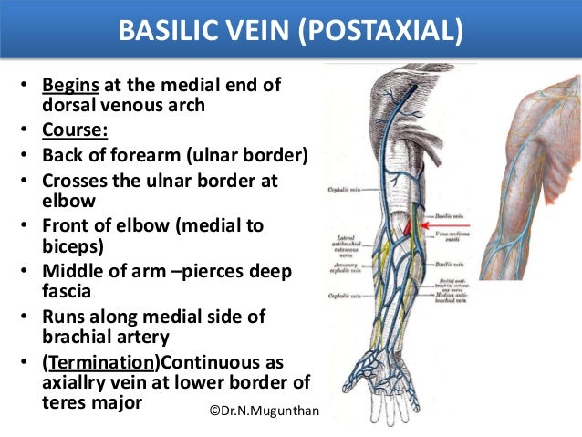 Venous Lymphatic Drainage Of Upper Limb Dr N Mugunthan