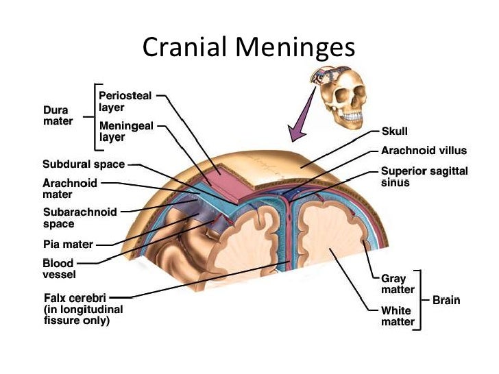 Venous sinuses