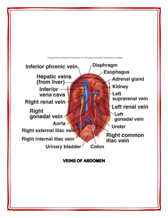 Venous system