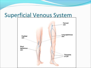 Venos System Venous system final year mbbs lecture | PPT