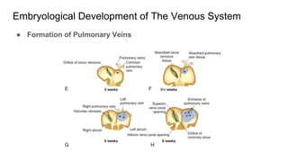 venous system and venovenous collaterals.pptx