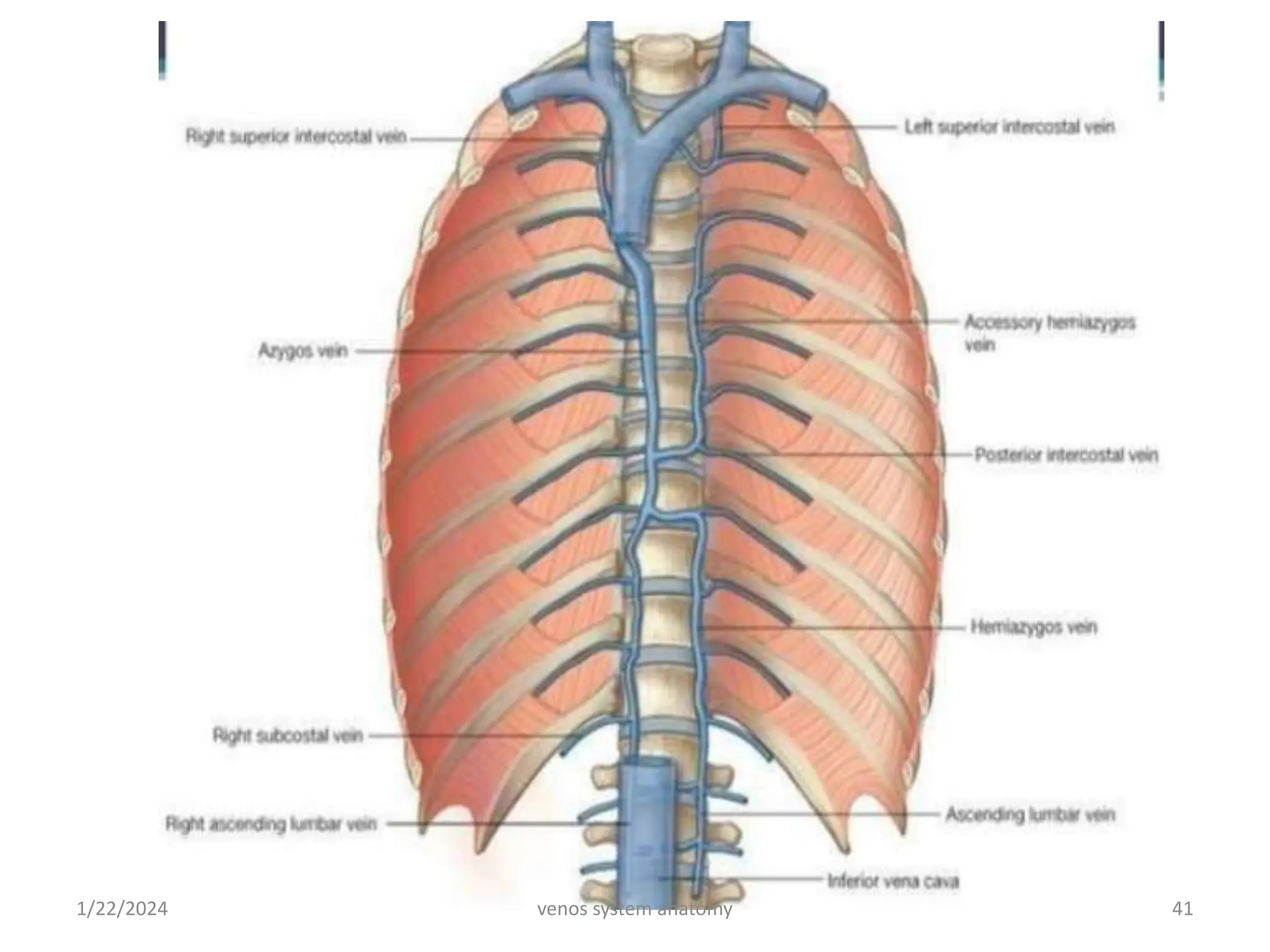 Venos System Venous system anatomy perfusionist lect.pptx
